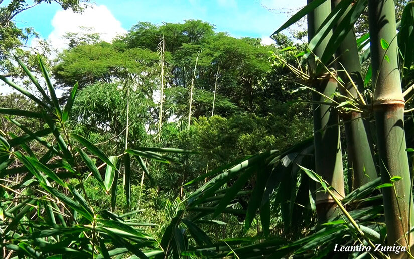 BAMBU2